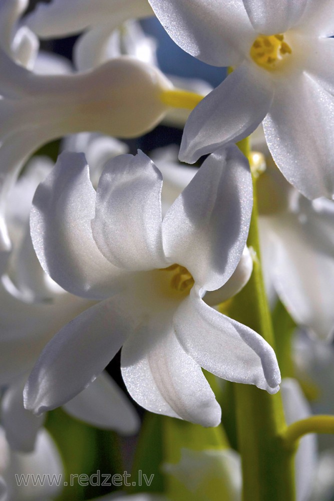 - Hiacintes (Hyacinthus) - redzet.eu