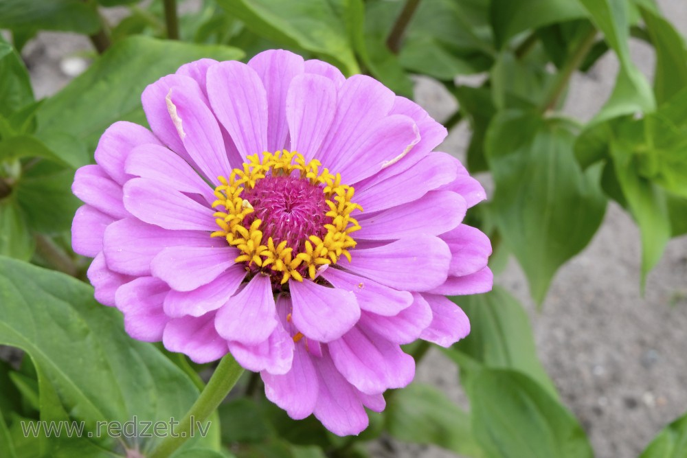 Common Zinnia Zinnia Elegans Common Zinnia Redzet Eu