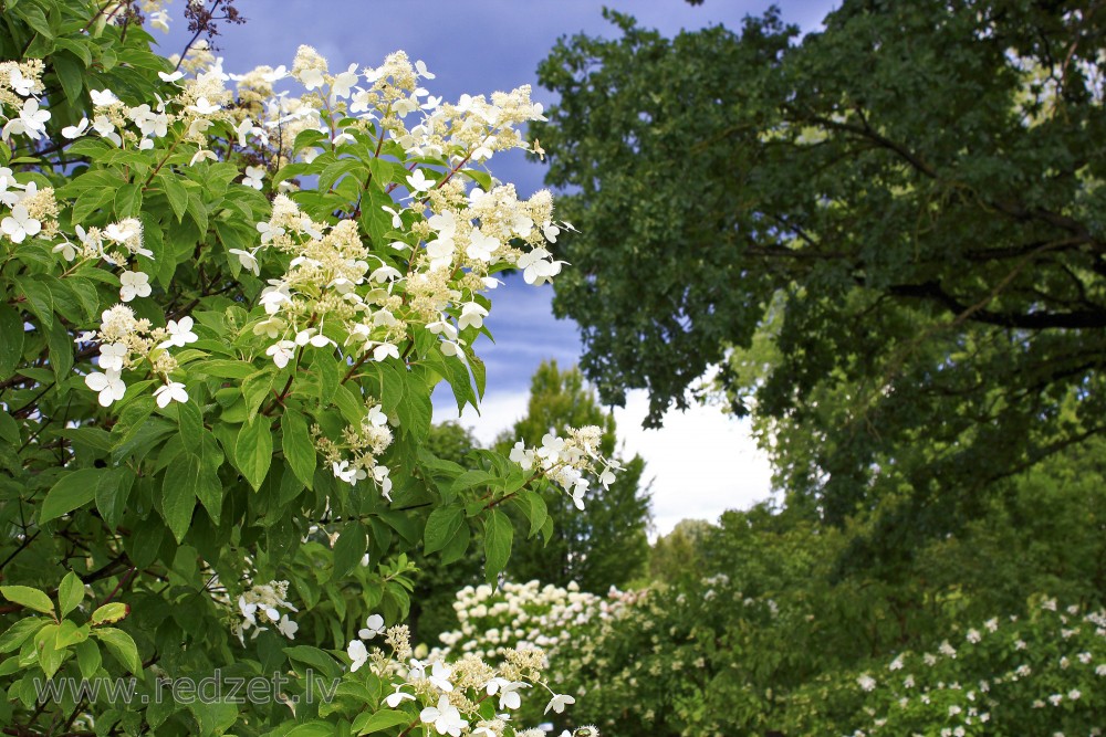 Panicled Hydrangea Kyushu Hydrangea Paniculata Redzet Eu