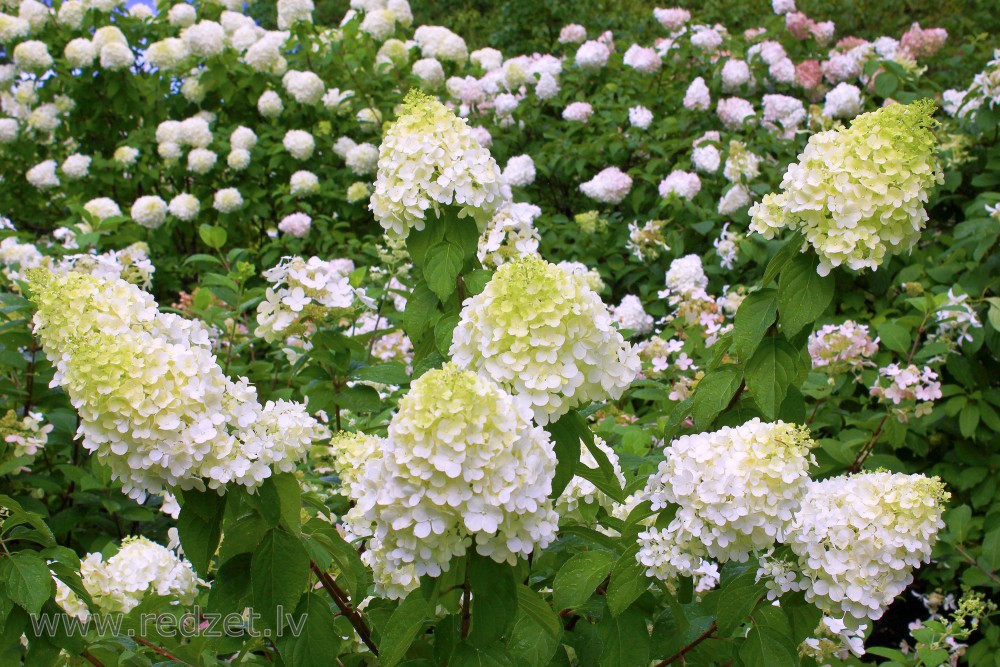 Гортензия Медведь Описание Фото – Telegraph