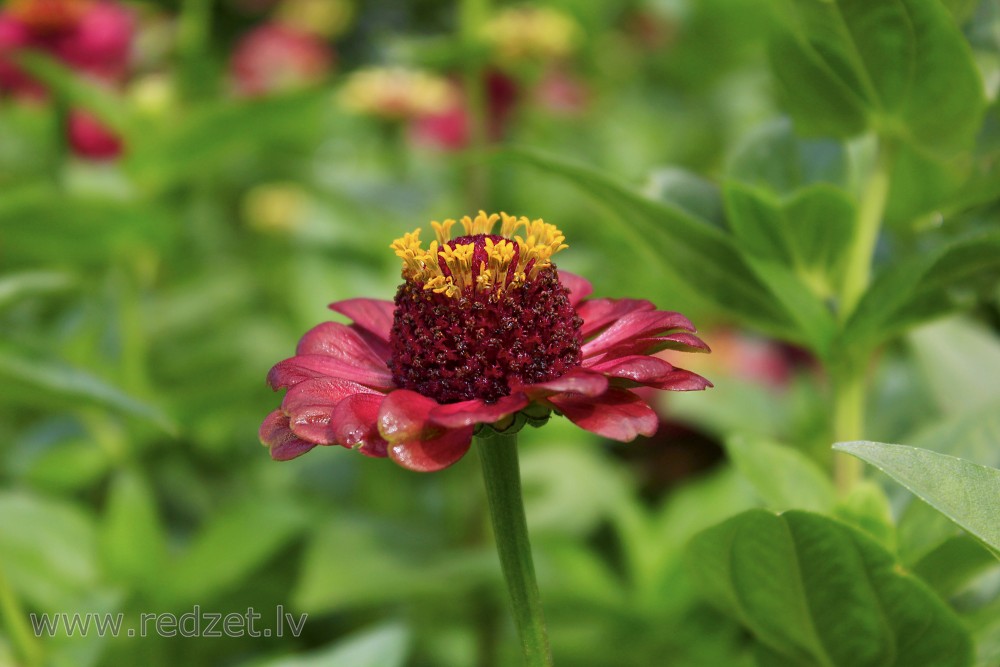 Common Zinnia Queen Red Lime Flowers Redzet Eu