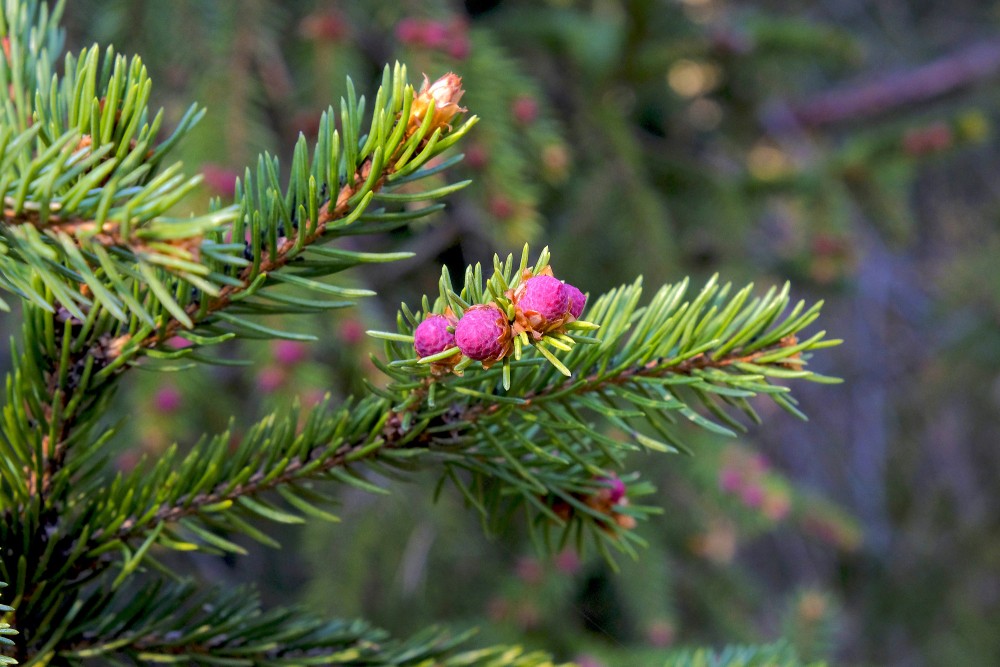 Picea Abies Male Flowers Picea Abies Norway Spruce Redzet Eu