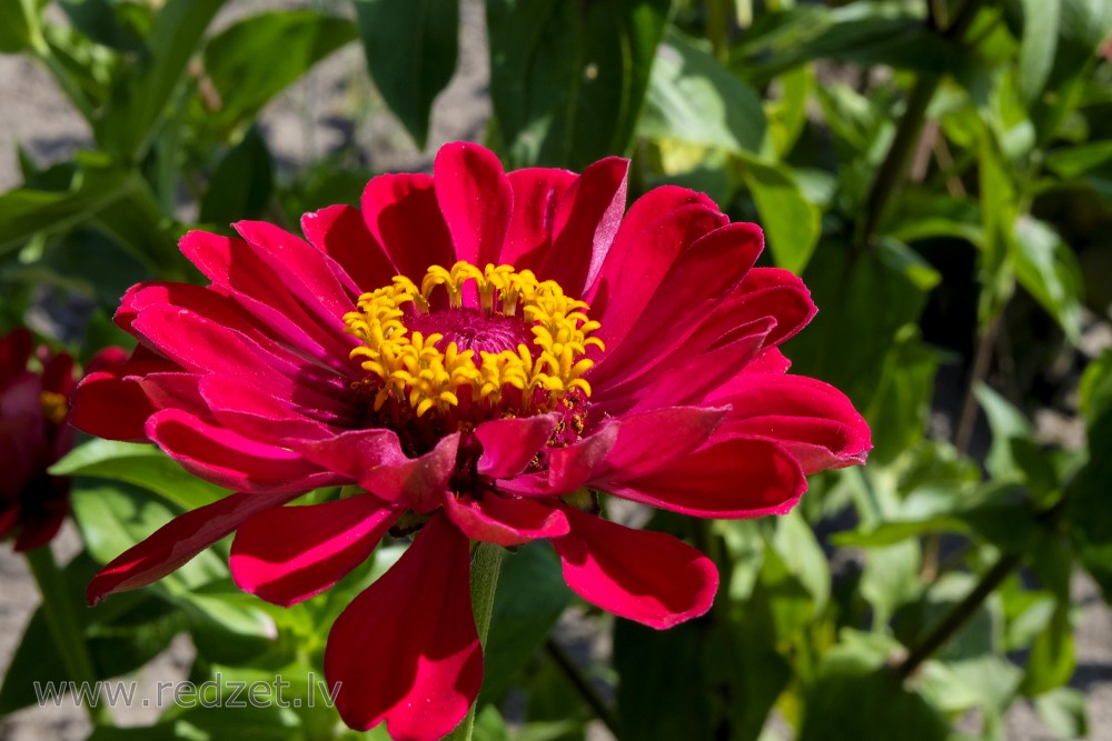 Common Zinnia Zinnia Elegans Common Zinnia Redzet Eu