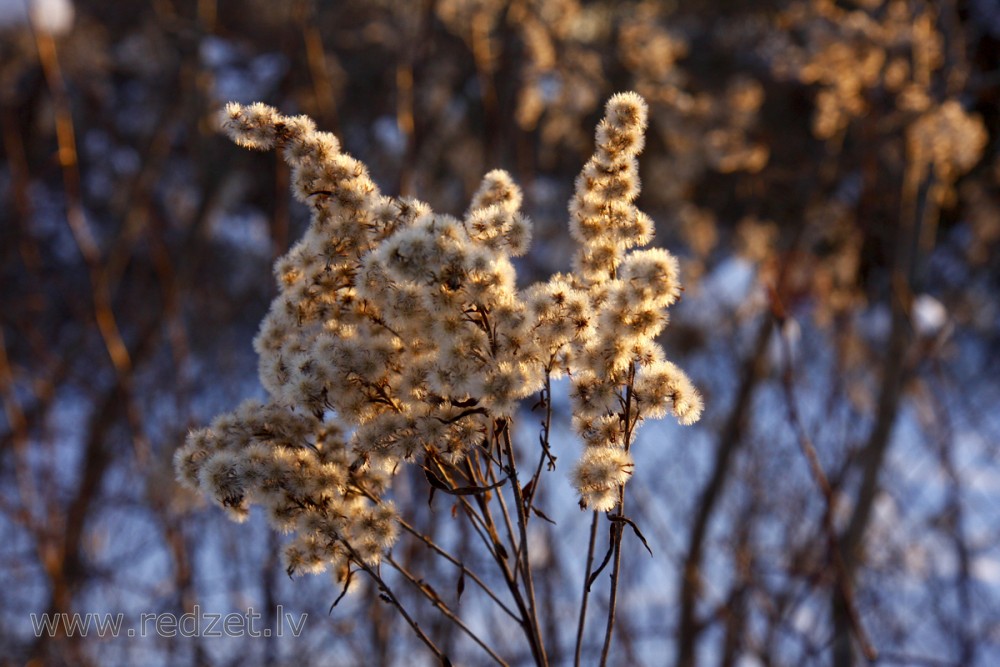 Canadian goldenrod in winter (Solidago canadensis) Canada goldenrod