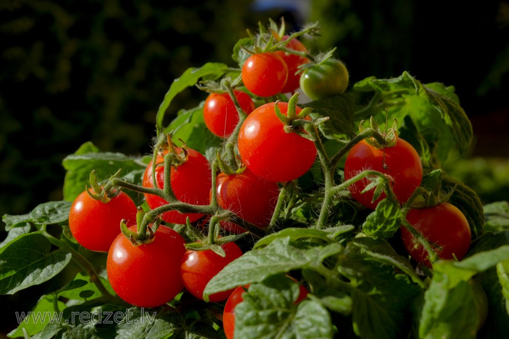 Balcony Cherry tomatoes 'Sprīdītis' Tomāti (Solanum lycopersicum