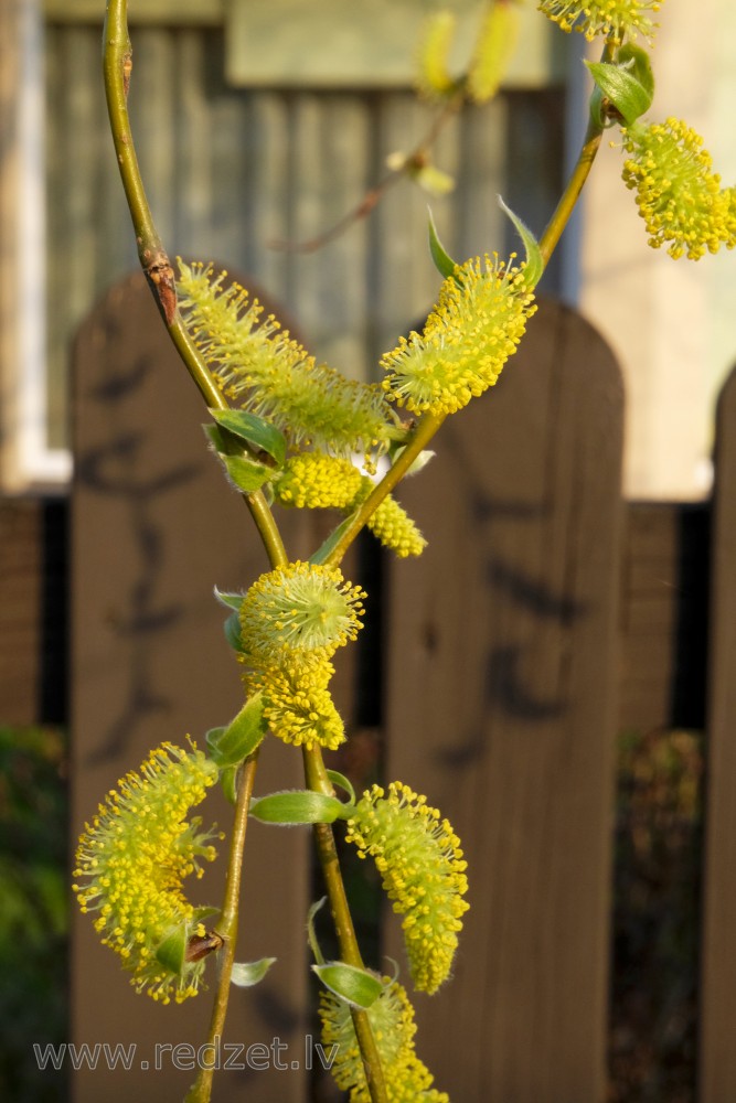 Corkscrew Willow Male Catkins (Salix matsudana) Chinese willow