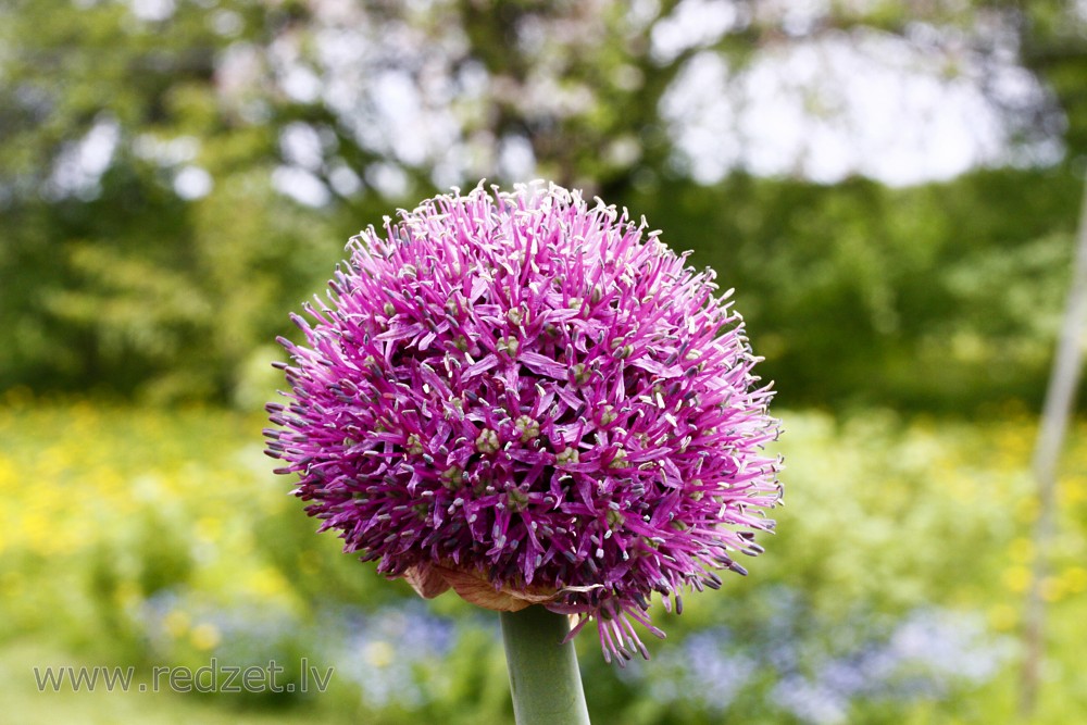 Garlic flower Garlic (Allium sativum) redzet.eu