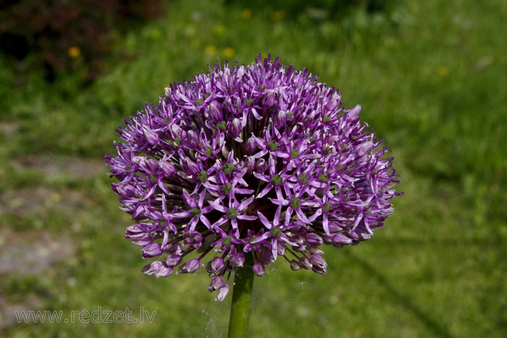Garlic flower Garlic (Allium sativum) redzet.eu