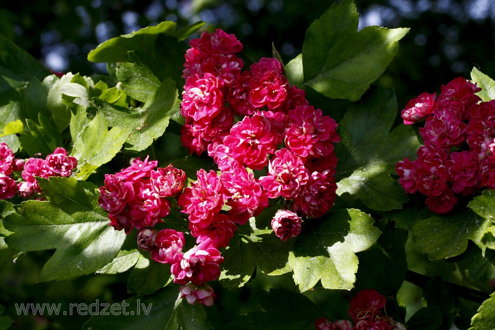 боярышник однопестичный rosea plena. боярышник рубра плена. Crataegus monogyna rubra plena. боярышник рубра. боярышник рубра.