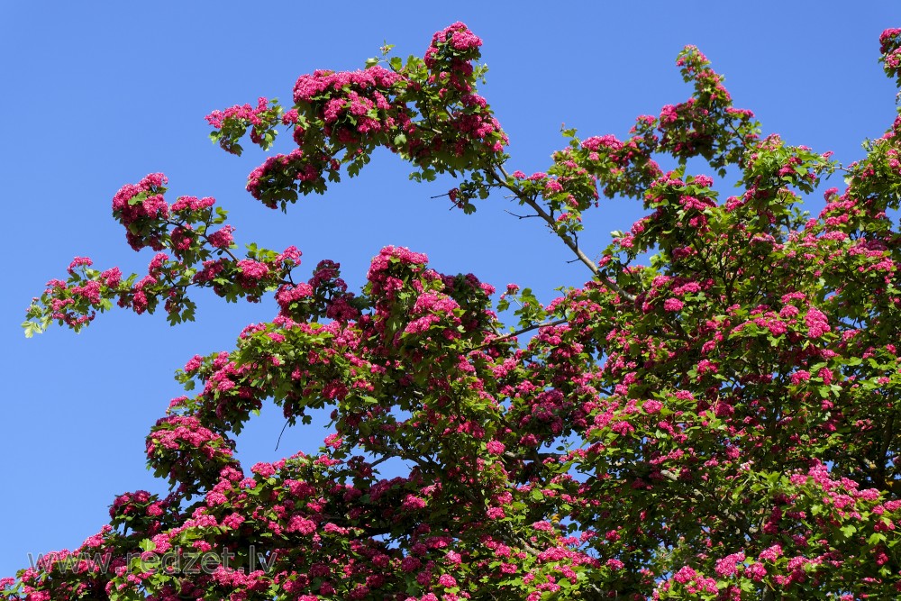 Crataegus oxyacantha. боярышник однопестичный rubra plena. боярышник рубра. боярышник rubra plena. боярышник однопестичный rosea plena.