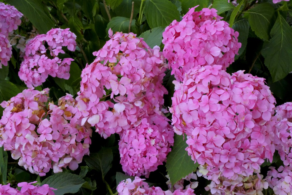 Bigleaf Hydrangea Flowers Hydrangea Macrophylla Bigleaf Hydrangea Redzet Eu