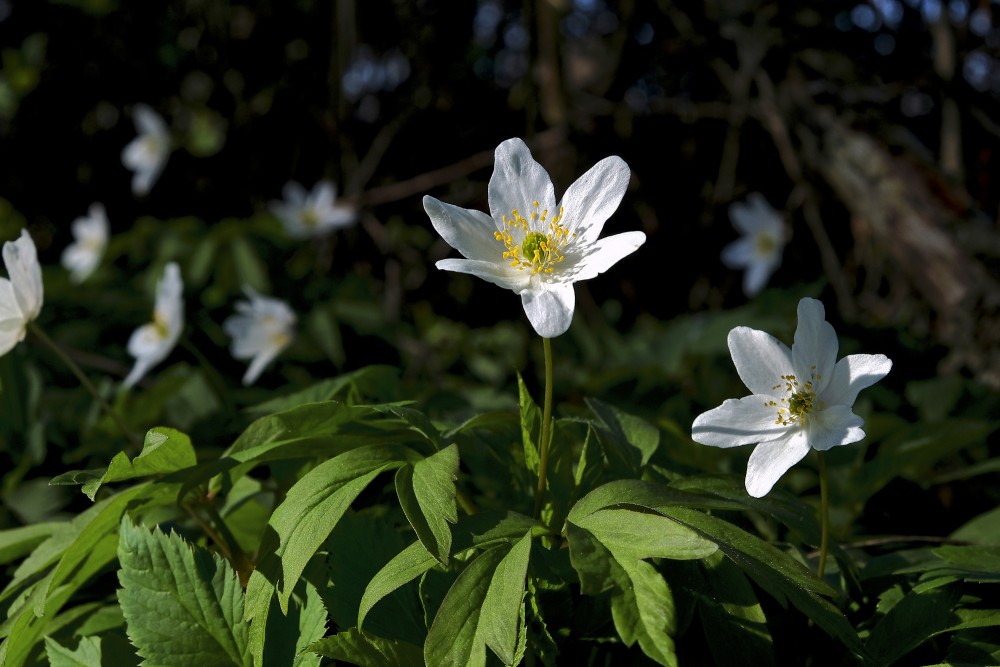 Wood anemone Anemone nemorosa (Wood anemone) redzet.eu