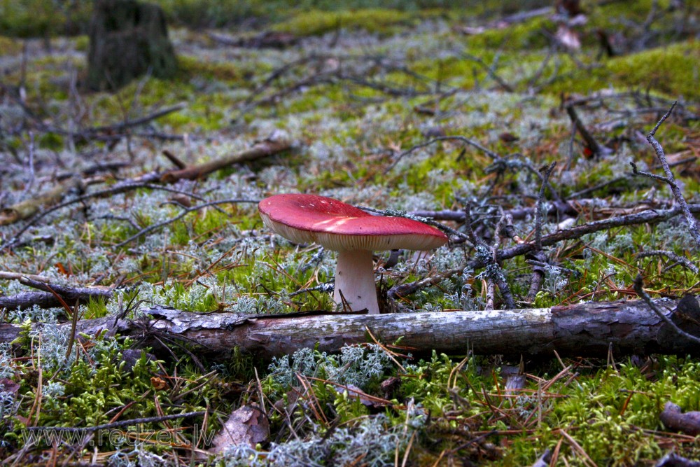 Sīvās bērzlapes podiņš - Bērzlape (Russula) - redzet.eu