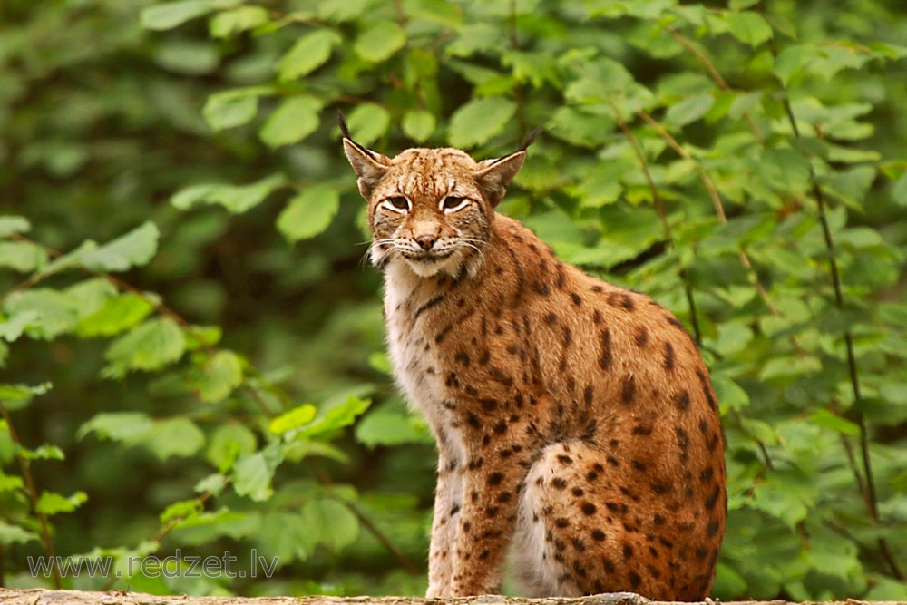 Eirāzijas lūsis - Lūši (Lynx) - redzet.eu