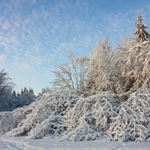 Apsniguši koki Gaiziņkalnā Apsniguši koki Gaiziņkalnā