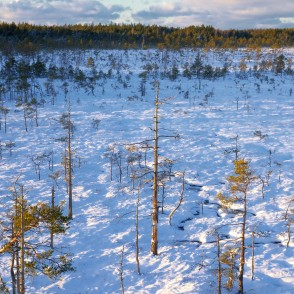 Vasenieku purvs ziemā Vasenieku purvs ziemā