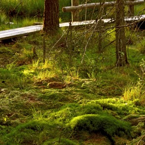 Stiklu purvi Stiklu purvi