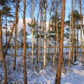 Vasenieku purvs ziemā Vasenieku purvs ziemā