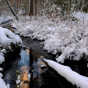 Strauts mežā ziemā Strauts mežā ziemā