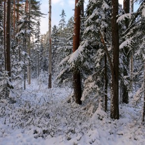 Piesnidzis mežs Piesnidzis mežs