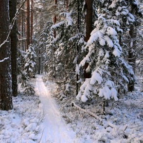Vasenieku purva taka ziemā Vasenieku purva taka ziemā
