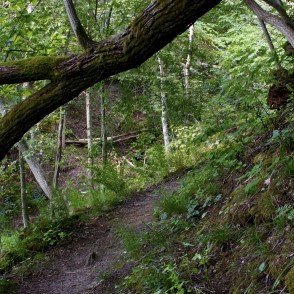 Ainavu kraujas taciņa Ainavu kraujas taciņa