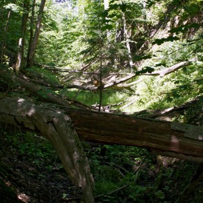 Ainavu krauja Ainavu krauja