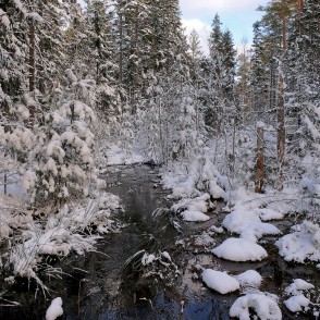 Meža strauts ziemā Meža strauts ziemā