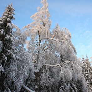 Apsniguši koki Gaiziņkalnā Apsniguši koki Gaiziņkalnā