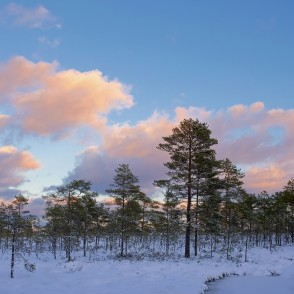 Vasenieku purvs ziemas vakarā Vasenieku purvs ziemas vakarā