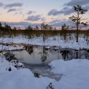 Vasenieku purvs ziemas vakarā Vasenieku purvs ziemas vakarā