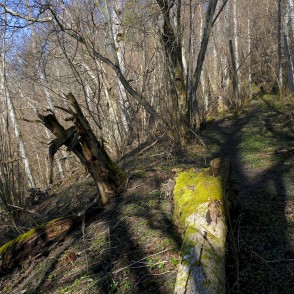 Imulas dabas taka pavasarī Imulas dabas taka pavasarī