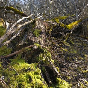 Krituši koki Imulas dabas takā Krituši koki Imulas dabas takā