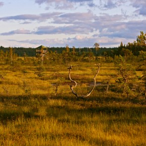 Stiklu purvi Stiklu purvi