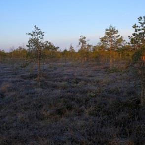 Lielā Ķemeru tīreļa pavasara ainava rīta agrumā Lielā Ķemeru tīreļa pavasara ainava rīta agrumā