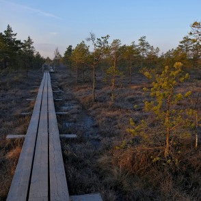 Lielā Ķemeru tīreļa laipa rīta agrumā Lielā Ķemeru tīreļa laipa rīta agrumā