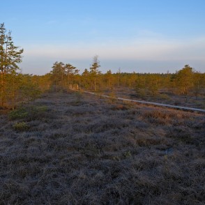 Lielā Ķemeru tīreļa pavasara ainava Lielā Ķemeru tīreļa pavasara ainava