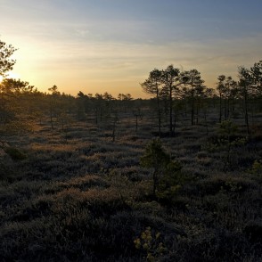 Saullēkts Lielajā Ķemeru tīrelī Saullēkts Lielajā Ķemeru tīrelī