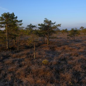 Priedes Ķemeru tīrelī rīta gaismā Priedes Ķemeru tīrelī rīta gaismā