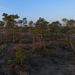 Priežu puduris Ķemeru tīrelī agrā rītā Priežu puduris Ķemeru tīrelī agrā rītā