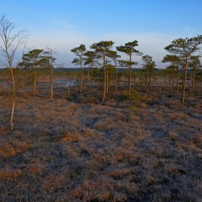 Priedes Ķemeru tīrelī agrā rītā, pavasarī Priedes Ķemeru tīrelī agrā rītā, pavasarī