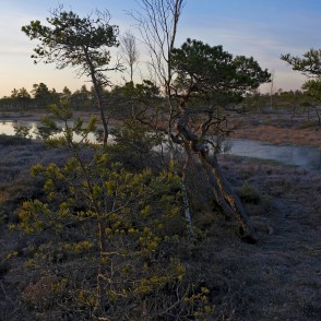 Ķemeru tīrelis rīta gaismā, pavasarī Ķemeru tīrelis rīta gaismā, pavasarī