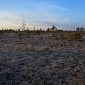 Lielā Ķemeru tīreļa pavasara ainava Lielā Ķemeru tīreļa pavasara ainava