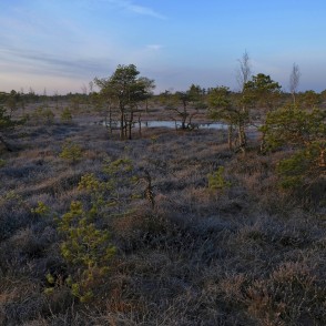 Priedes Ķemeru tīrelī rīta gaismā Priedes Ķemeru tīrelī rīta gaismā