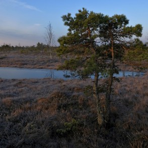 Dvīņu priedes Ķemeru tīrelī Dvīņu priedes Ķemeru tīrelī