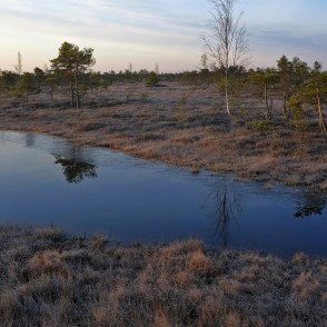 Lielā Ķemeru tīreļa pavasara ainava Lielā Ķemeru tīreļa pavasara ainava