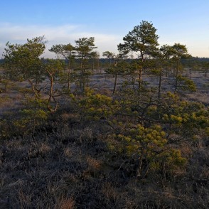 Priedes Ķemeru tīrelī agrā rītā, pavasarī Priedes Ķemeru tīrelī agrā rītā, pavasarī