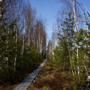 Bērzi Vasenieku purva takā Bērzi Vasenieku purva takā