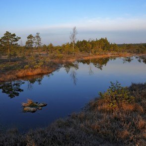 Purva lāma Lielajā Ķemeru tīrelī Purva lāma Lielajā Ķemeru tīrelī