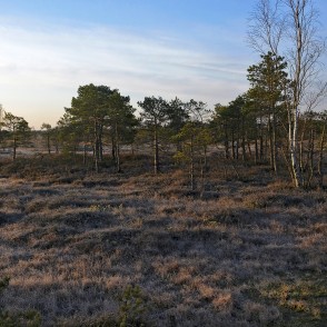 Lielā Ķemeru tīreļa pavasara ainava, rīts Lielā Ķemeru tīreļa pavasara ainava, rīts
